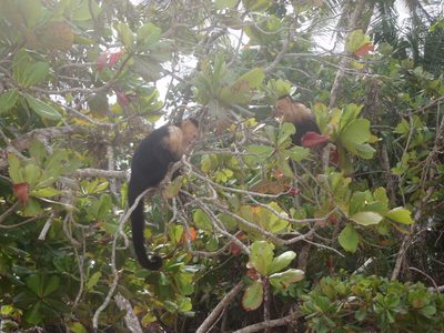 A whole monkey family.