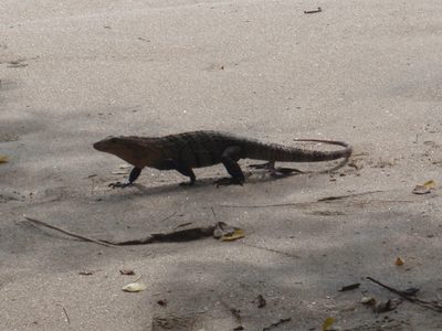 Oh hello Mr. Iguana!