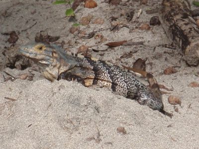 Another iguana.