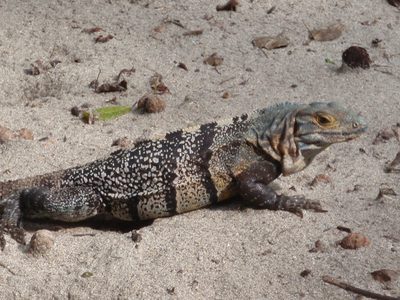 Beautiful coloring. These guys were so exotic looking...