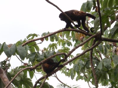 Howler monkeys were everywhere!