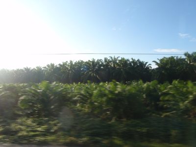 Passing miles and miles of palm plantations on my way...