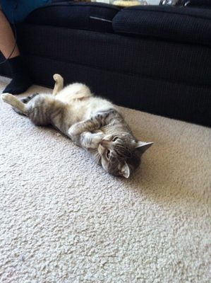 Kim's cat Ozzy.