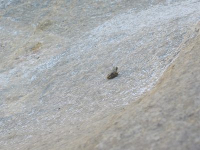 A frog, near the top of a 150 foot waterfall. How did he...