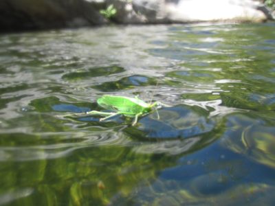 Joel saves a non-aquatic critter from a watery grave.