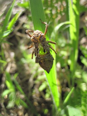 How cool is this! A bug that either died or molted and...