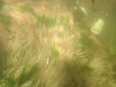 Underwater pink river grasses that I thought were quite pretty.