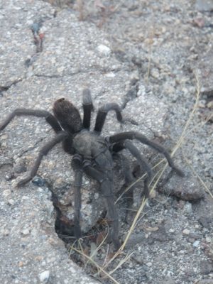 Tarantula hanging out by the side of the road, spotted...