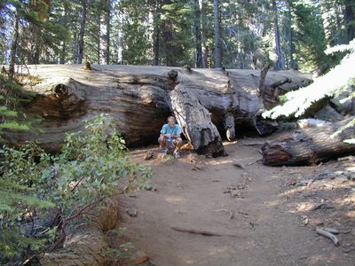 John, next to a big tree trunk in the Yosemite Grove.