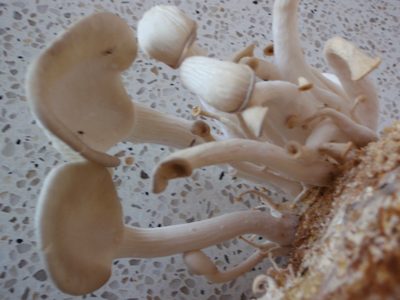 I grew mushrooms!  They are tree oyster mushrooms.