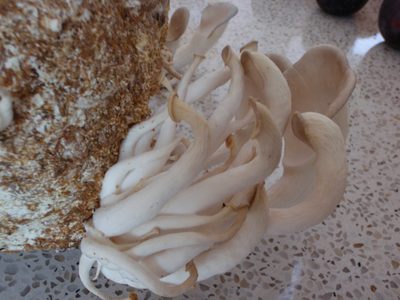 My mushrooms, before cutting them from their spore block.
