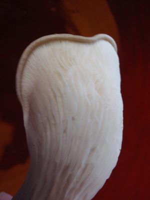 Detail of mushroom.  Not so bad for my underwater...