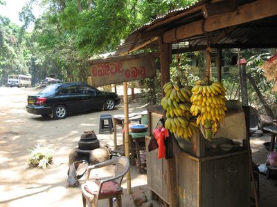 Bananas for sale.  These were way sweeter than the...