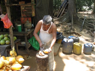 A sri lankan man prepares our young coconuts for eating...
