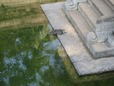 A turtle turns his head to say come on in, the water's great!