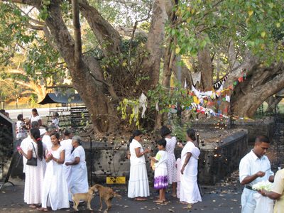 Women dressed in all white gather around the bodhi tree...