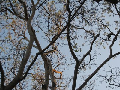 Afternoon sunlight through the leaves and branches of...