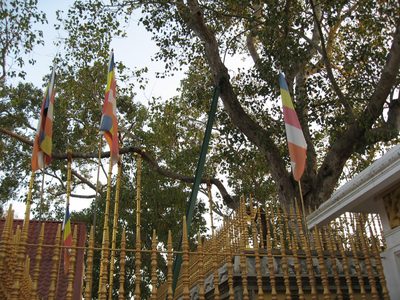 These gilded bamboo poles help keep the bodhi tree upright.