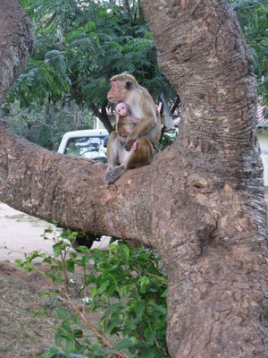 Ugly baby contests have nothing on ugly monkey baby contests.