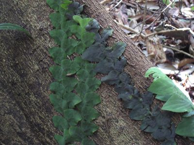 Some pretty vines growing up a jackfruit tree trunk in...