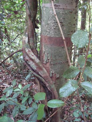 Very interesting trees and vines in a jungle near the...