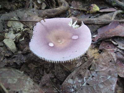 Neat fungus growing in the jungle near Sepilok Orangutan...