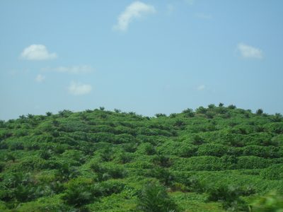 Not exactly the rainforest:  Even in Borneo, most of the...