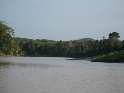 View up river of the Sungai Kinabatangan on our way to...