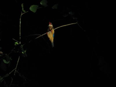 Pretty looking bird hanging out in a tree at night.