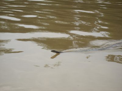 A swimming snake!
