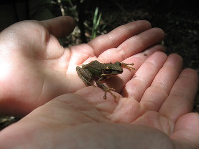 Another frog in Borneo.