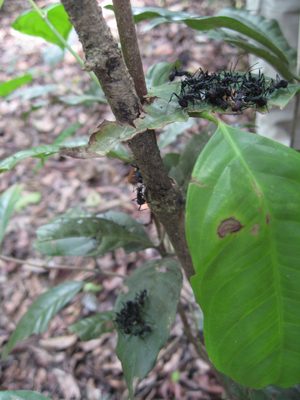 Giant ants attacking some leaf.