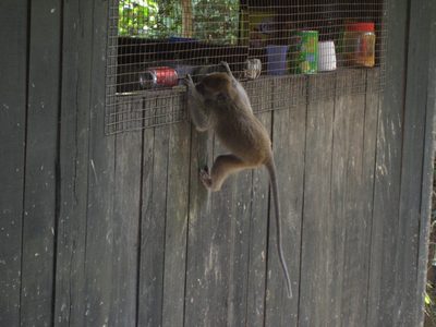 Monkeys are smart.  I watched as this one spent about 5...
