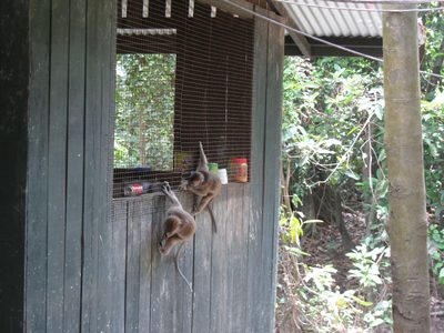 Monkey see, monkey do.