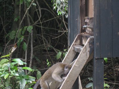 Another pair of monkeys managed to steal a can of...