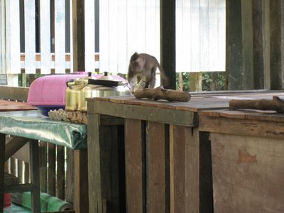 Another monkey meanwhile breaks into the dining room.