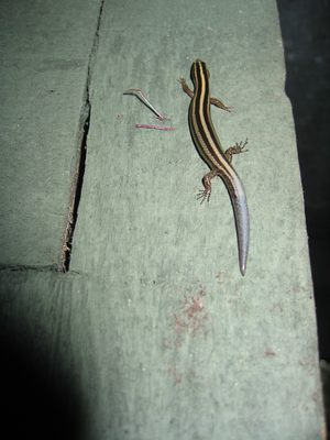 An interesting looking newt of some sort.