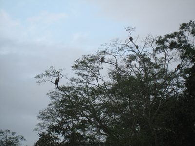 Proboscis monkeys in a tree.  Note the alpha male on top.