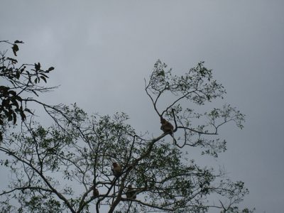 They look like fat bald humans sitting up in the trees.