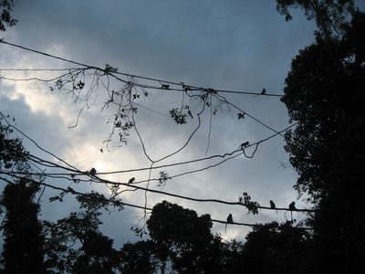 Monkeys hanging out on a vine looking like birds on a wire.