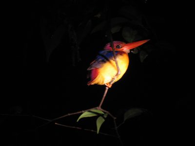 There's a handsome bird!  Spotted on the second night's safari.