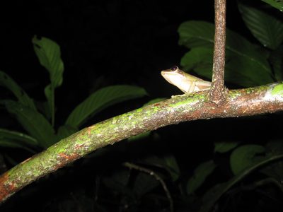 Another tree frog.