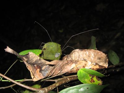 A big spider creeping through the night.