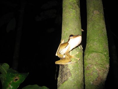 A tree frog found on a night safari.