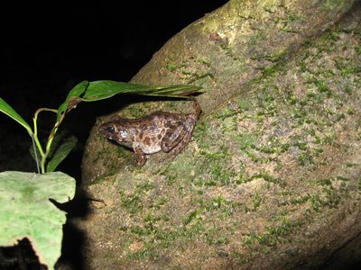 Good camouflaged frog on a tree trunk. 
