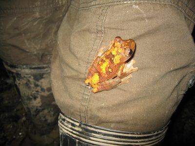 One frog jumped on to our guide's pant leg.