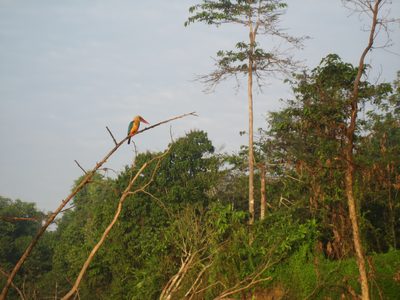 Very pretty kingfisher looking for breakfast on the 3rd...