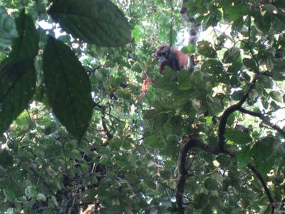 A wild 200 lb orangutan stares at us from the treetops above.