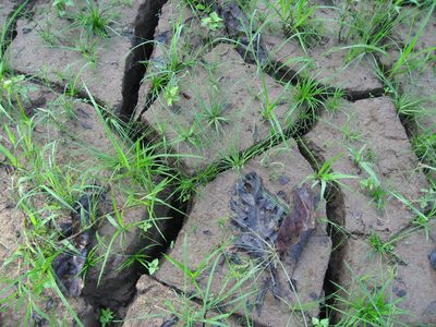 Cracked, dry earth from the rainy season.