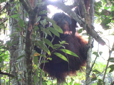 A 200+ lb ape (orang-utan) says hello.  We were...